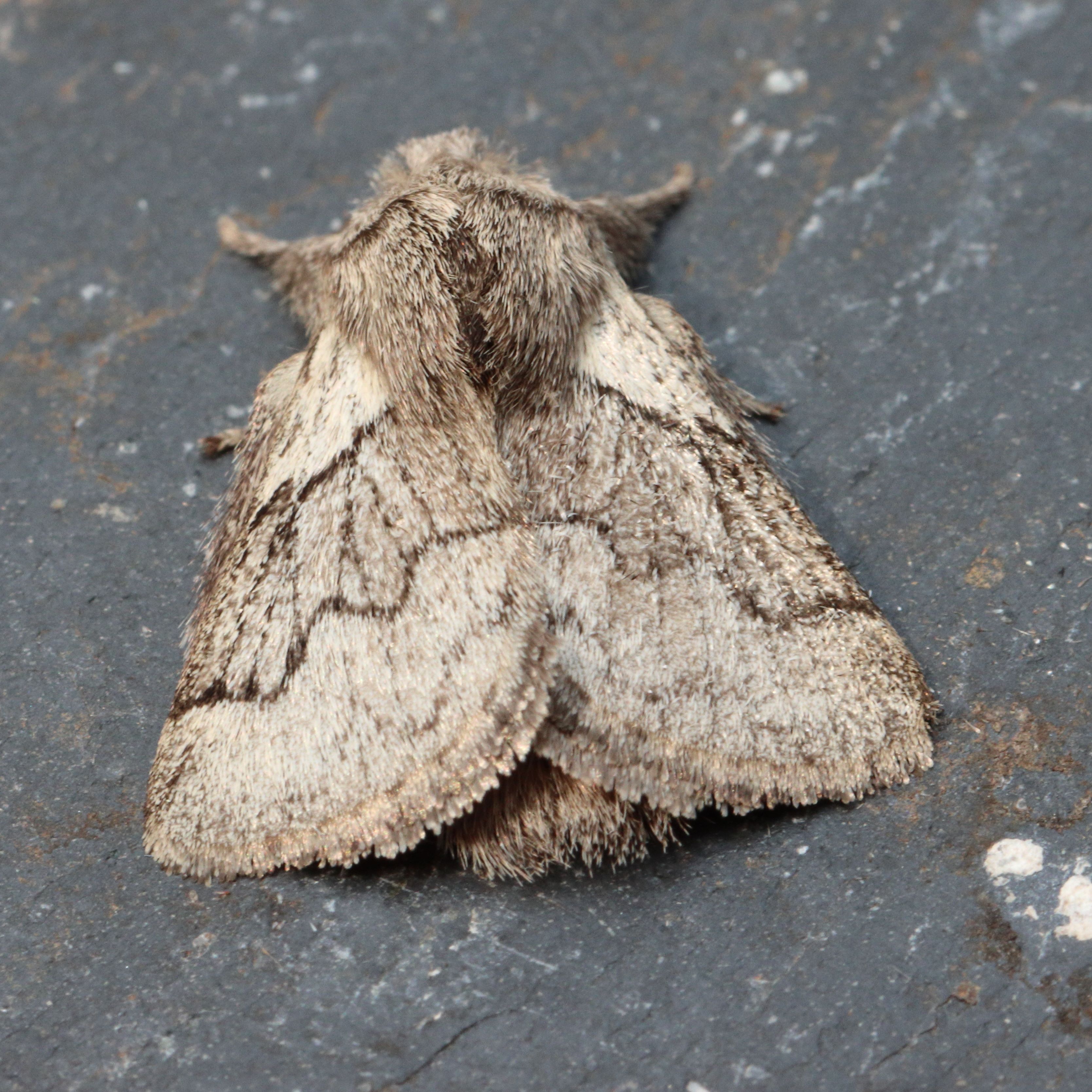 Photo of Pale Eggar (Trichiura crataegi)